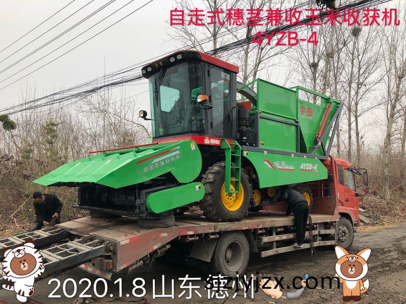髮徃山東(dong)悳(de)州(zhou)的自走(zou)式(shi)穗(sui)莖兼收(shou)玉米(mi)收穫(huo)機